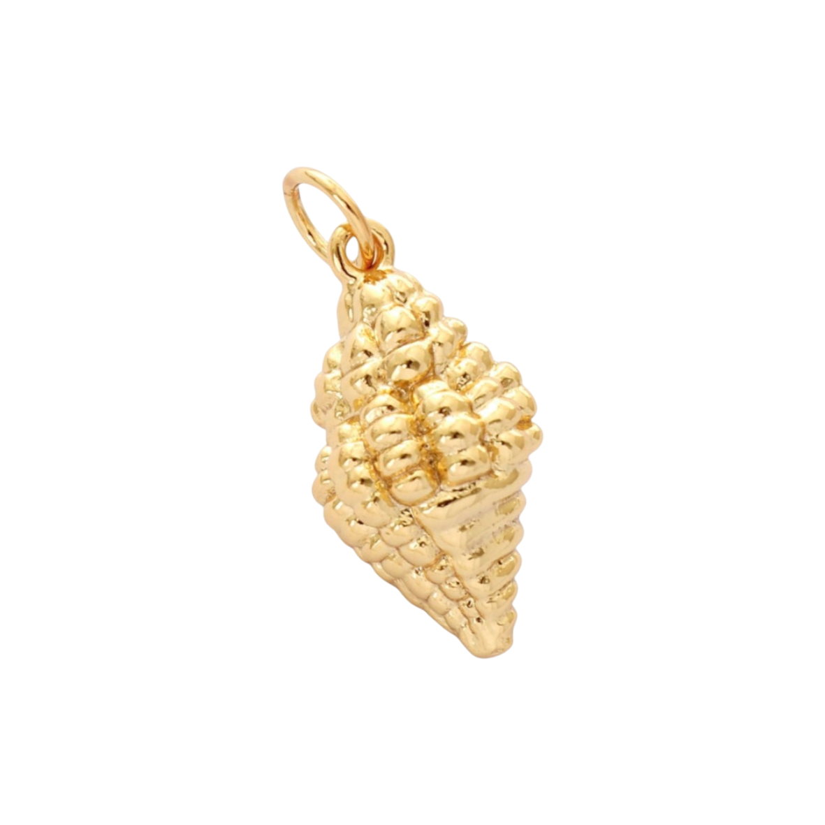 Conch Shell 2